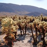 Joshua Tree