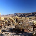 Joshua Tree