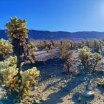 Joshua Tree