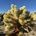 Joshua Tree